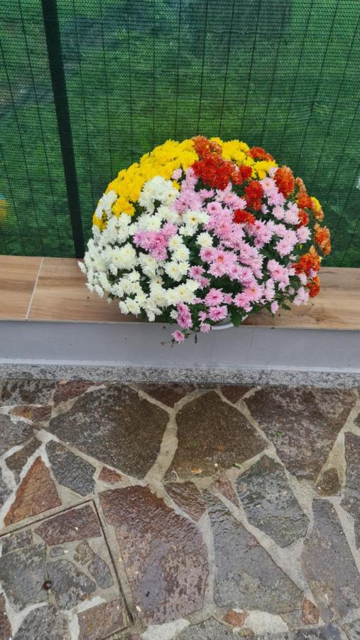 Affittacamere Cosulich Monfalcone Dış mekan fotoğraf